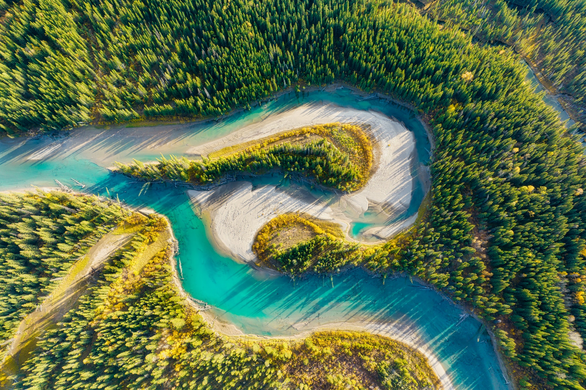 A drone view of the river in the woods. An aerial view of an autumn forest. Alberta, Canada.