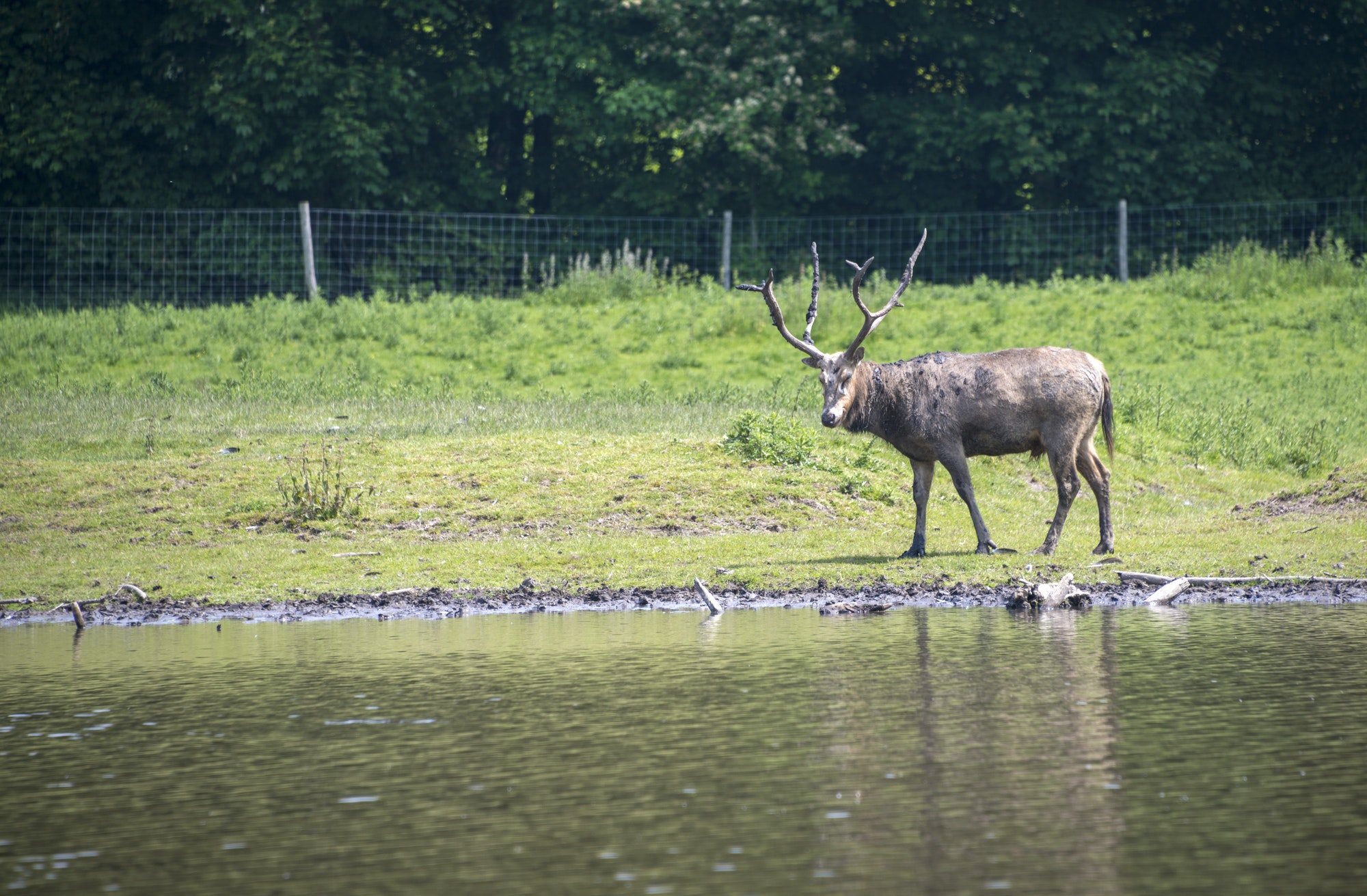 red deer