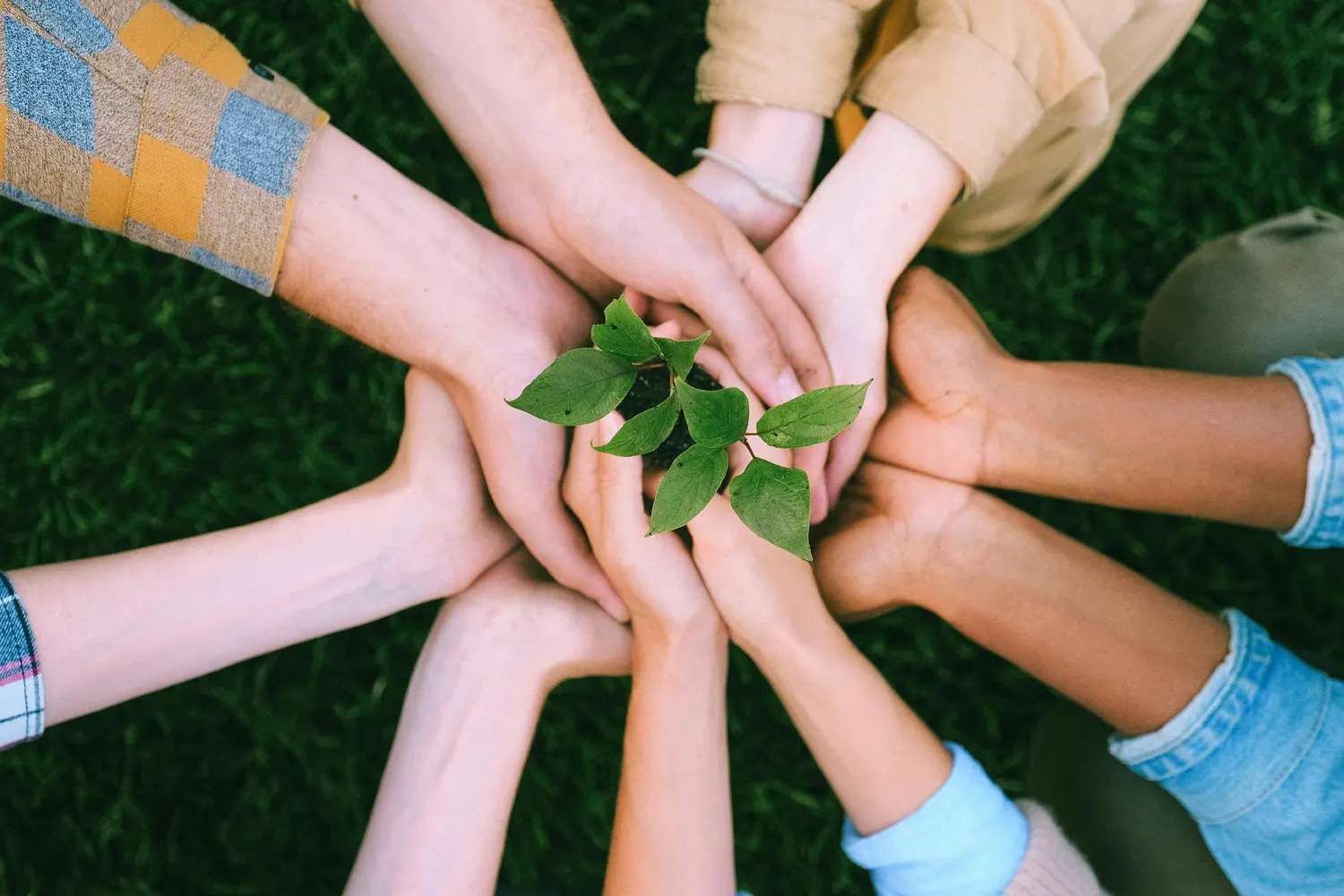 community members with seedling