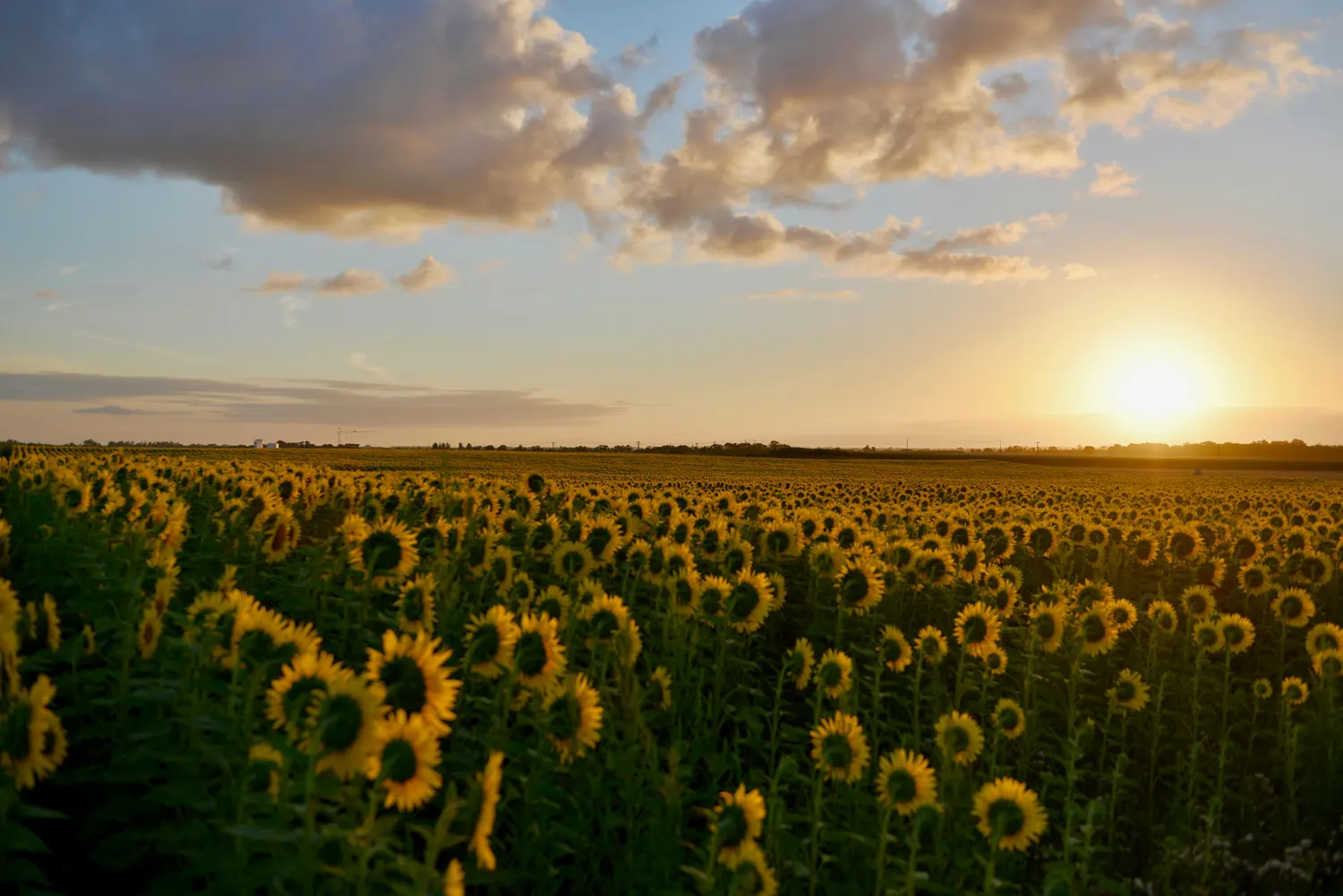 Sunflower fields in Manitoba, Canada