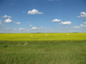 Canola fields in Saskatchewan Canada